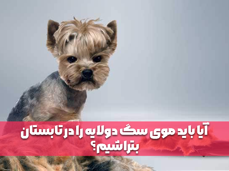 آیا باید موی سگ دولایه را در تابستان بتراشیم؟